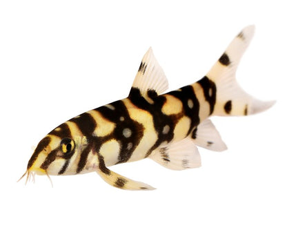 Yoyo Loach (Botia lohachata)