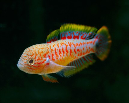 Peacock Gudgeon (Tateurndina ocellicauda)