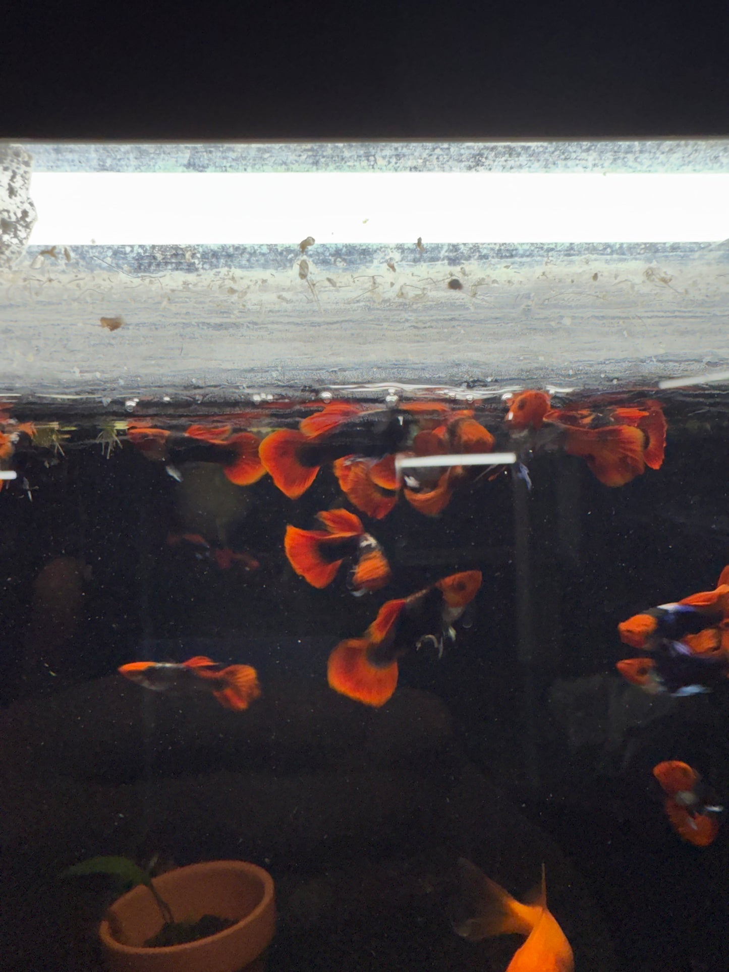 Koi Tuxedo Guppy Pair