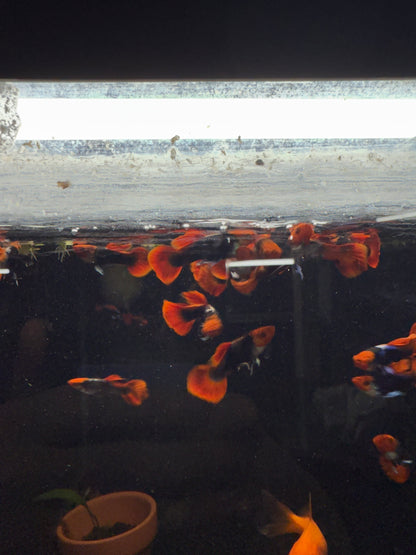 Koi Tuxedo Guppy Pair