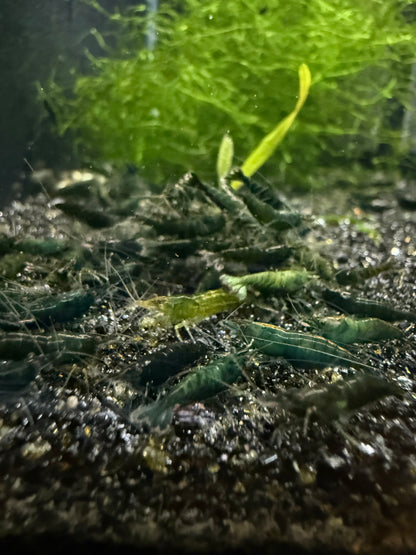 Green Jade Shrimp