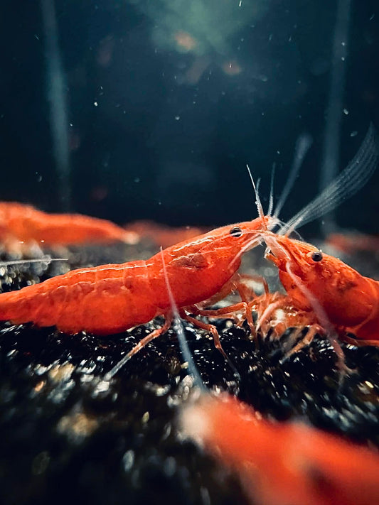 Bloody Orange Shrimp