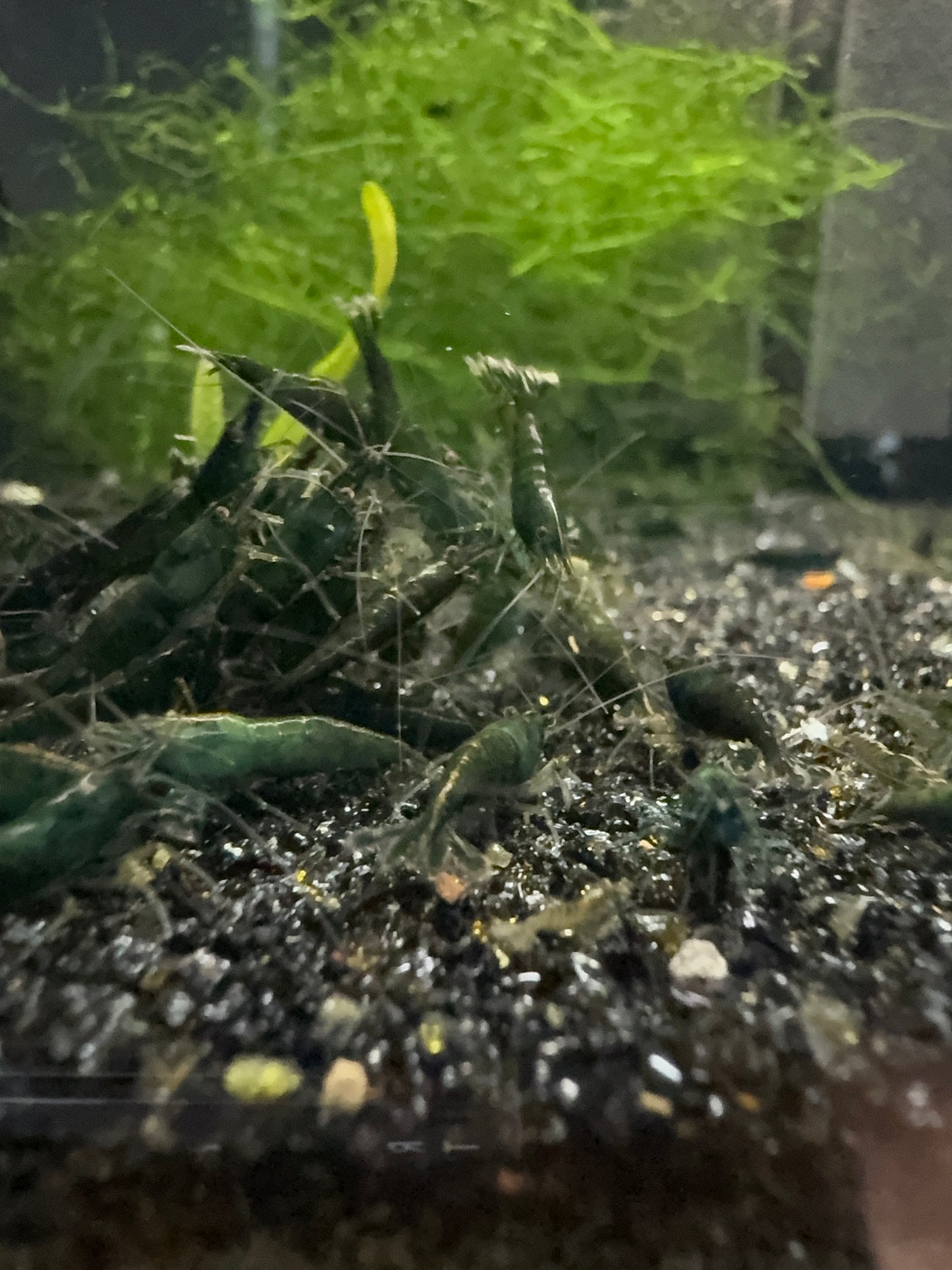 Green Jade Shrimp