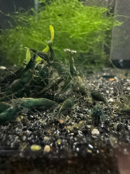 Green Jade Shrimp