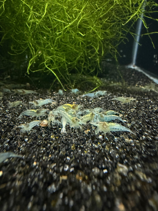 Blue Jelly Shrimp
