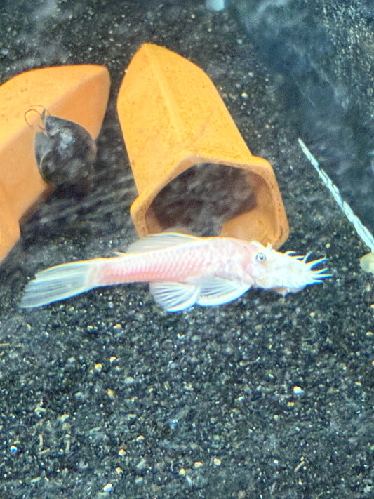 Snow White Pleco