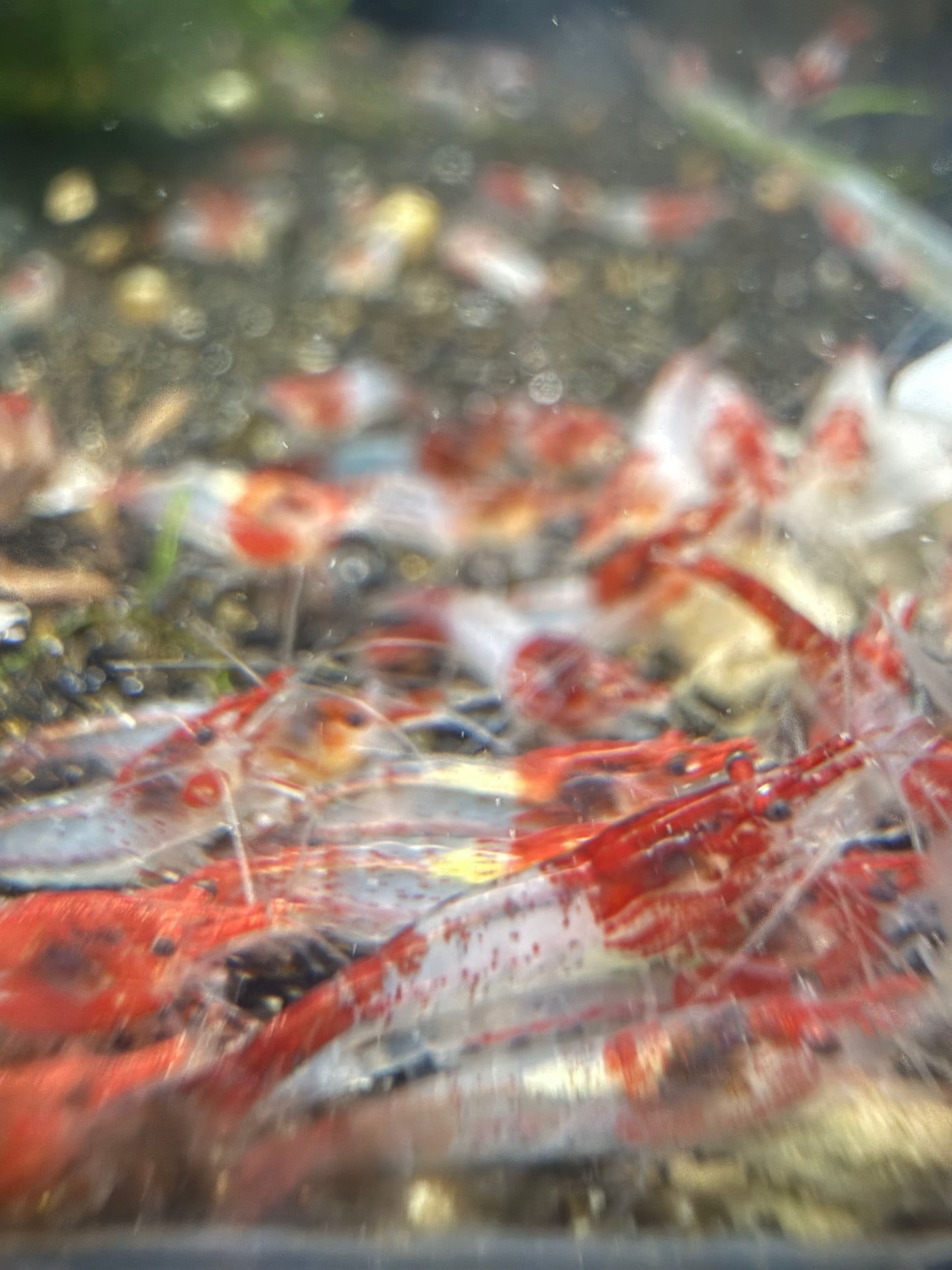 Red Rili Shrimp
