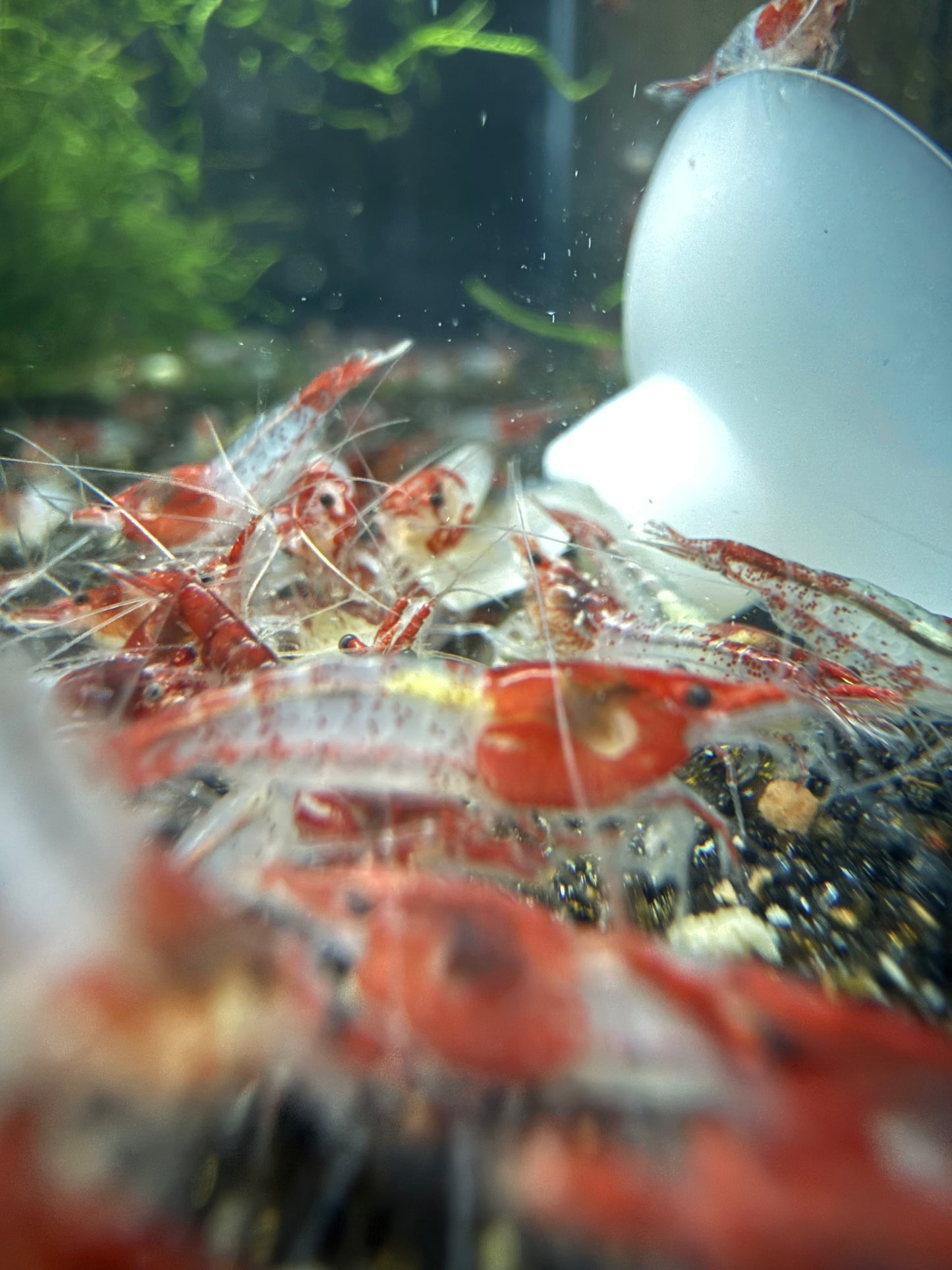 Red Rili Shrimp