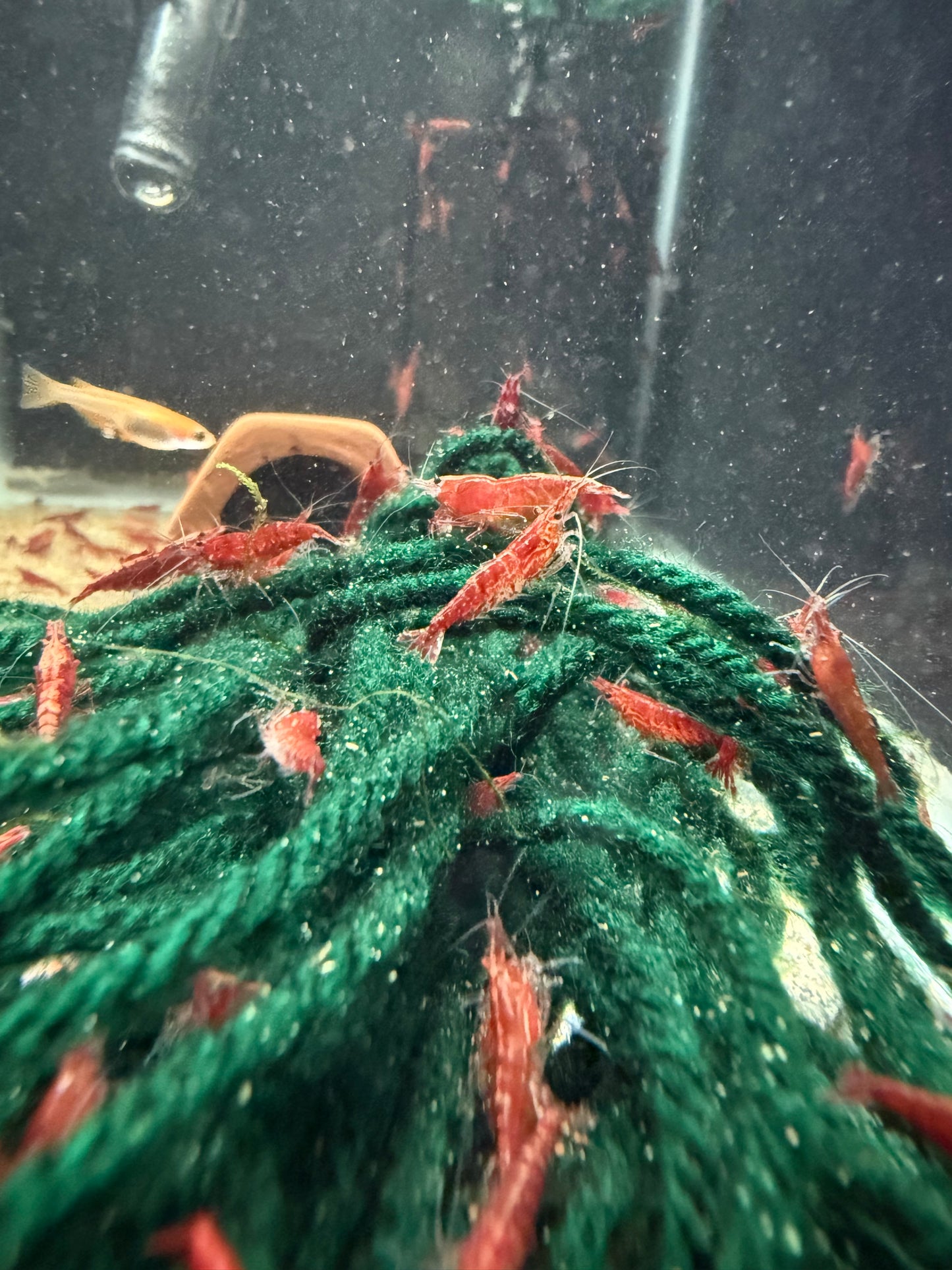 Fire Red Shrimp