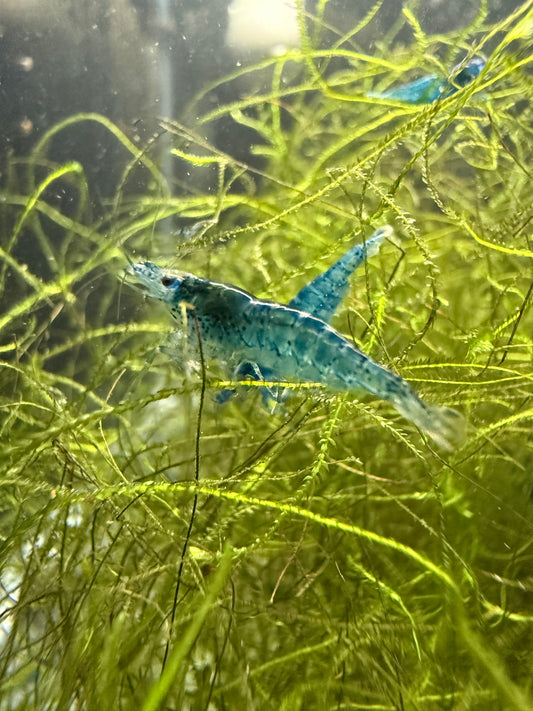 Blue Dream Shrimp