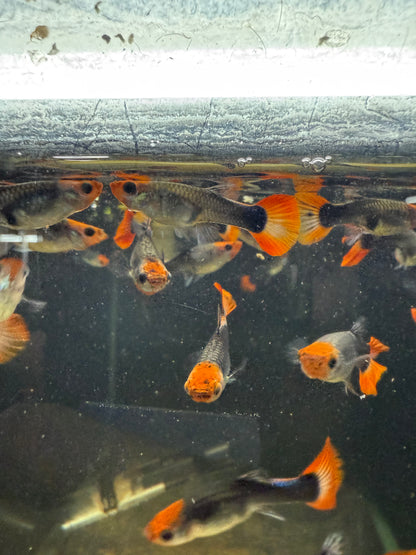 Koi Tuxedo Guppy Pair