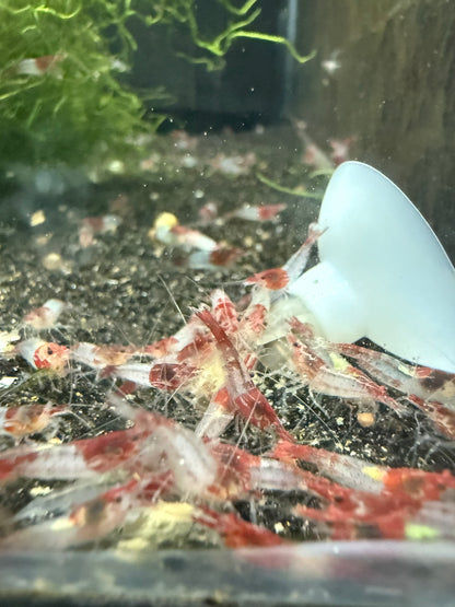 Red Rili Shrimp
