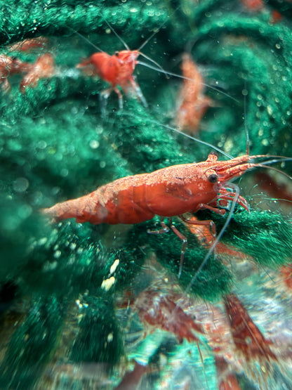 Fire Red Shrimp