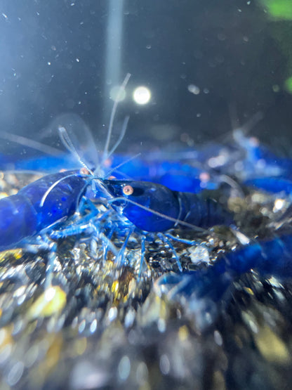 Blue Diamond Shrimp