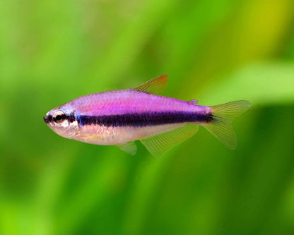 Blue Emperor Tetra (Inpaichthys kerri)