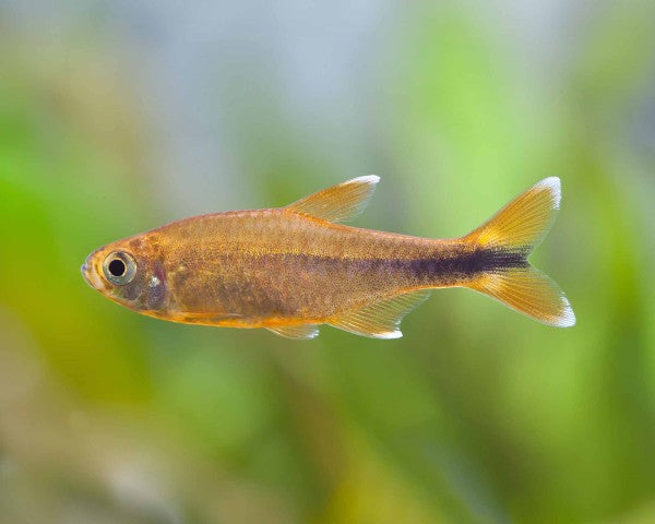 Silvertip Tetra in planted aquarium