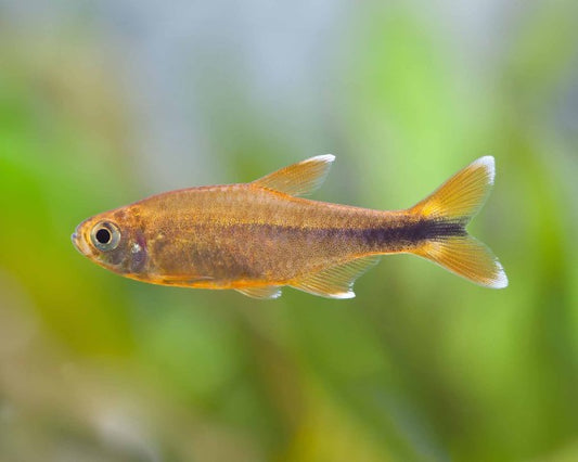 Silvertip Tetra (Hasemania nana)