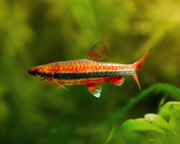 Golden Pencilfish (Nannostomus beckfordi)