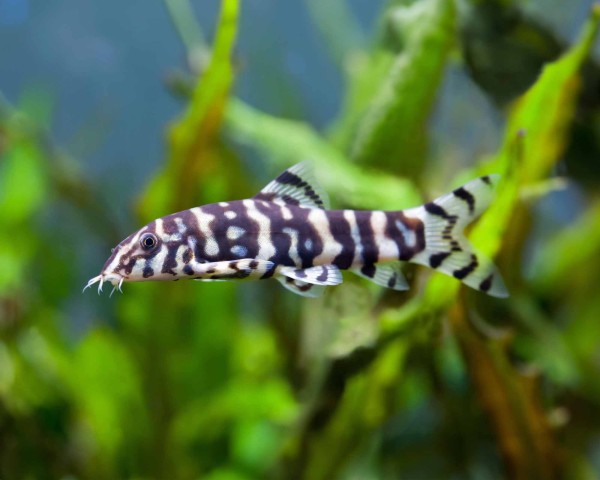 Yoyo Loach (Botia lohachata)