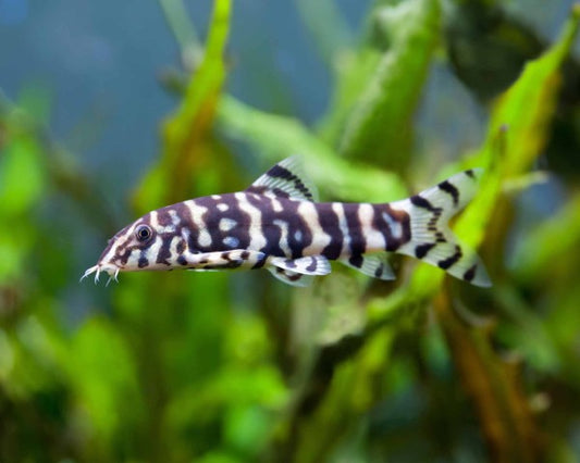 Yoyo Loach (Botia lohachata)