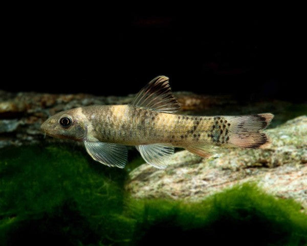 Panda Garra Ruffa (Garra flavatra)