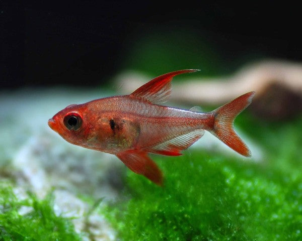 Red Phantom Tetra (Hyphessobrycon sweglesi)