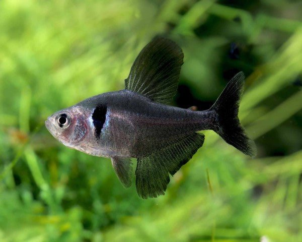 Black Phantom Tetra (Hyphessobrycon megalopterus)