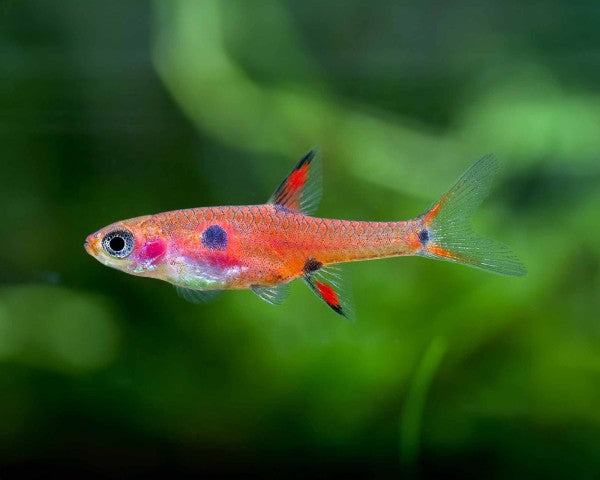 Spotted Rasbora in planted aquarium