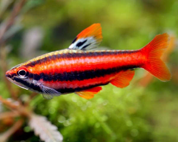 Red Pencilfish in planted aquarium