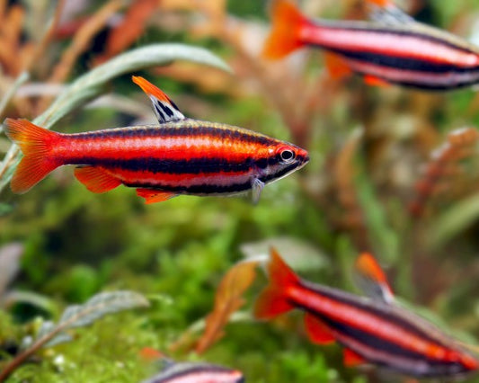 Red Pencilfish (Nannostomus mortenthaleri)