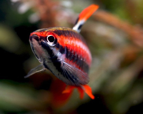 Red Pencilfish (Nannostomus mortenthaleri)