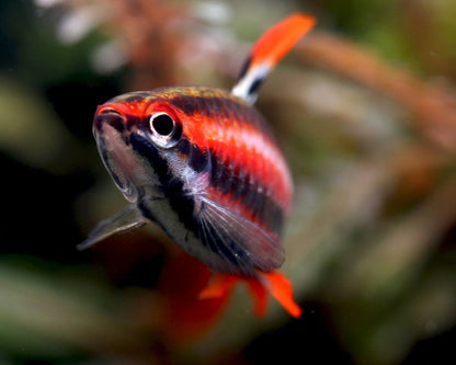 Red Pencilfish (Nannostomus mortenthaleri)