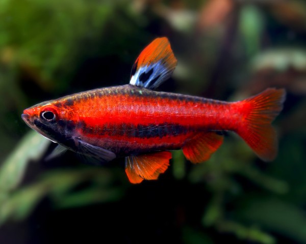 Red Pencilfish (Nannostomus mortenthaleri)