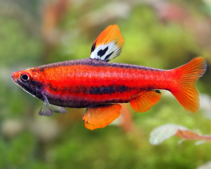 Red Pencilfish (Nannostomus mortenthaleri)