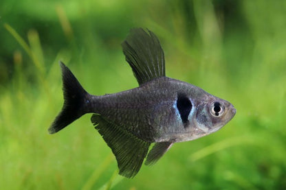 Black Phantom Tetra (Hyphessobrycon megalopterus)