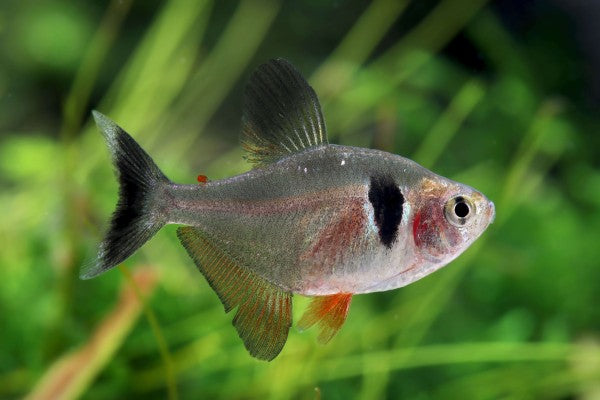 Black Phantom Tetra (Hyphessobrycon megalopterus)