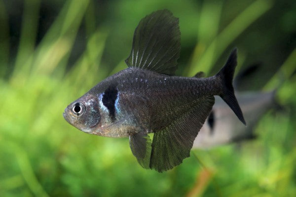 Black Phantom Tetra (Hyphessobrycon megalopterus)
