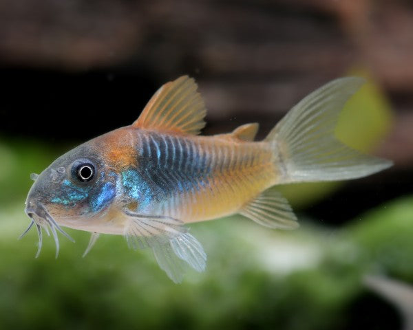 Orange Venezuelan Cory in planted aquarium