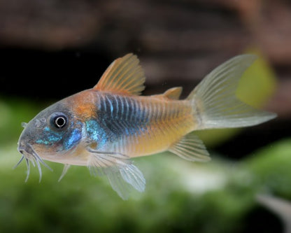 Orange Venezuelan Cory (Corydoras sp. Venezuela)