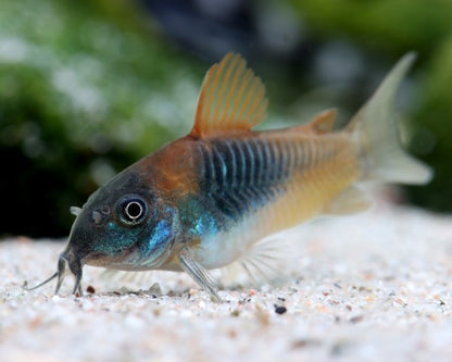 Orange Venezuelan Cory (Corydoras sp. Venezuela)