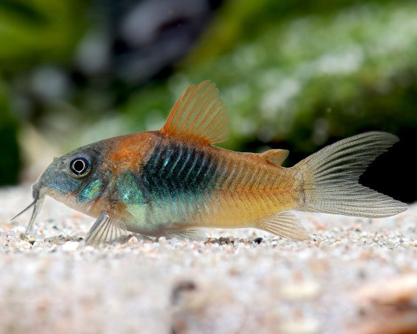 Orange Venezuelan Cory (Corydoras sp. Venezuela)