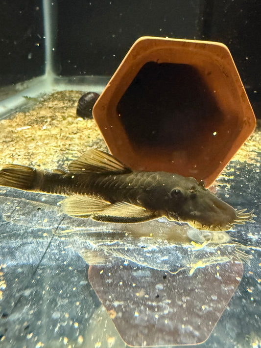 Green Dragon Bristlenose Pleco