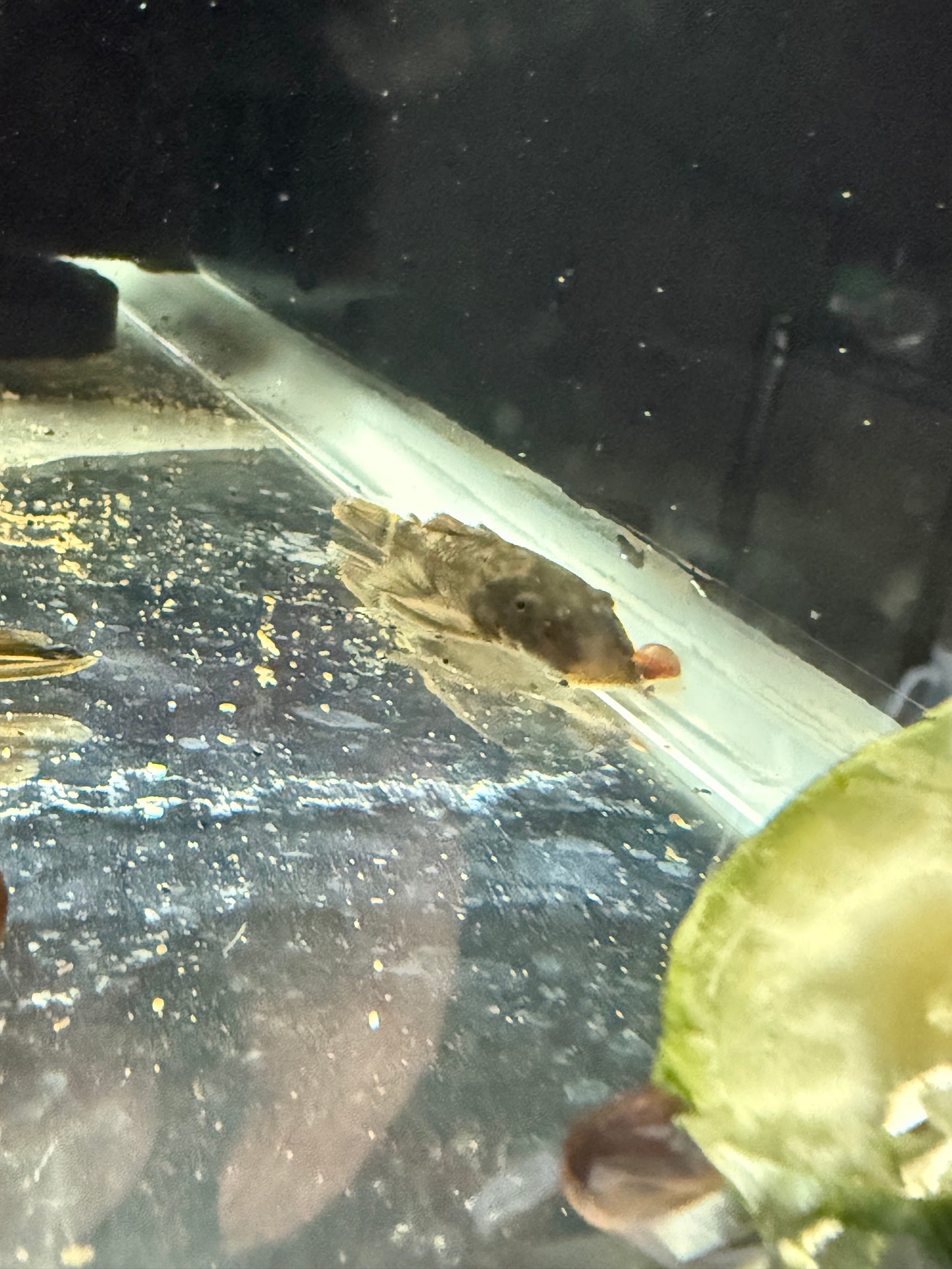 Green Dragon Bristlenose Pleco