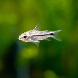 Pygmy Corydoras swimming in a group in a planted aquarium