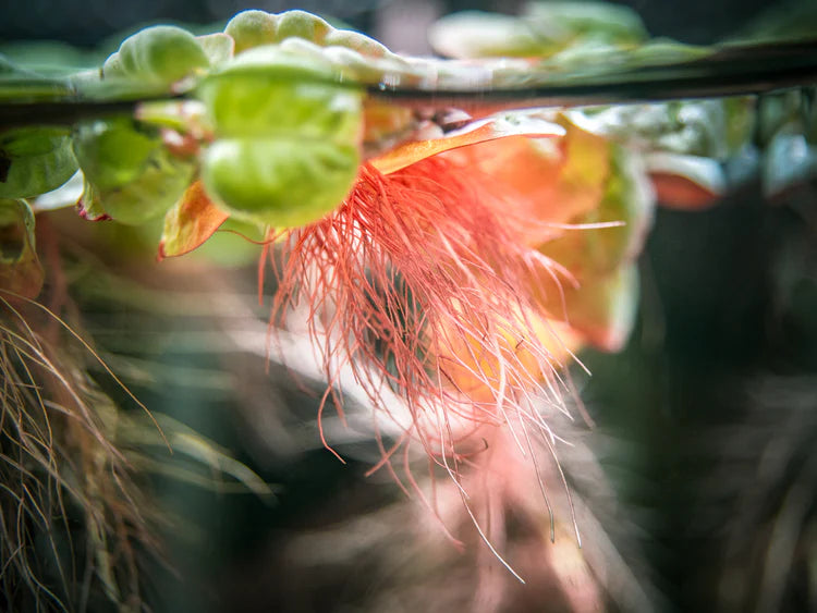 Red Root Floaters