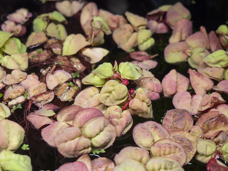 Red Root Floaters