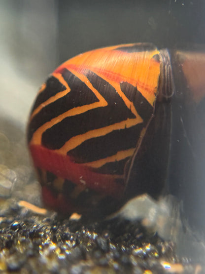 Red Racer Nerite Snail