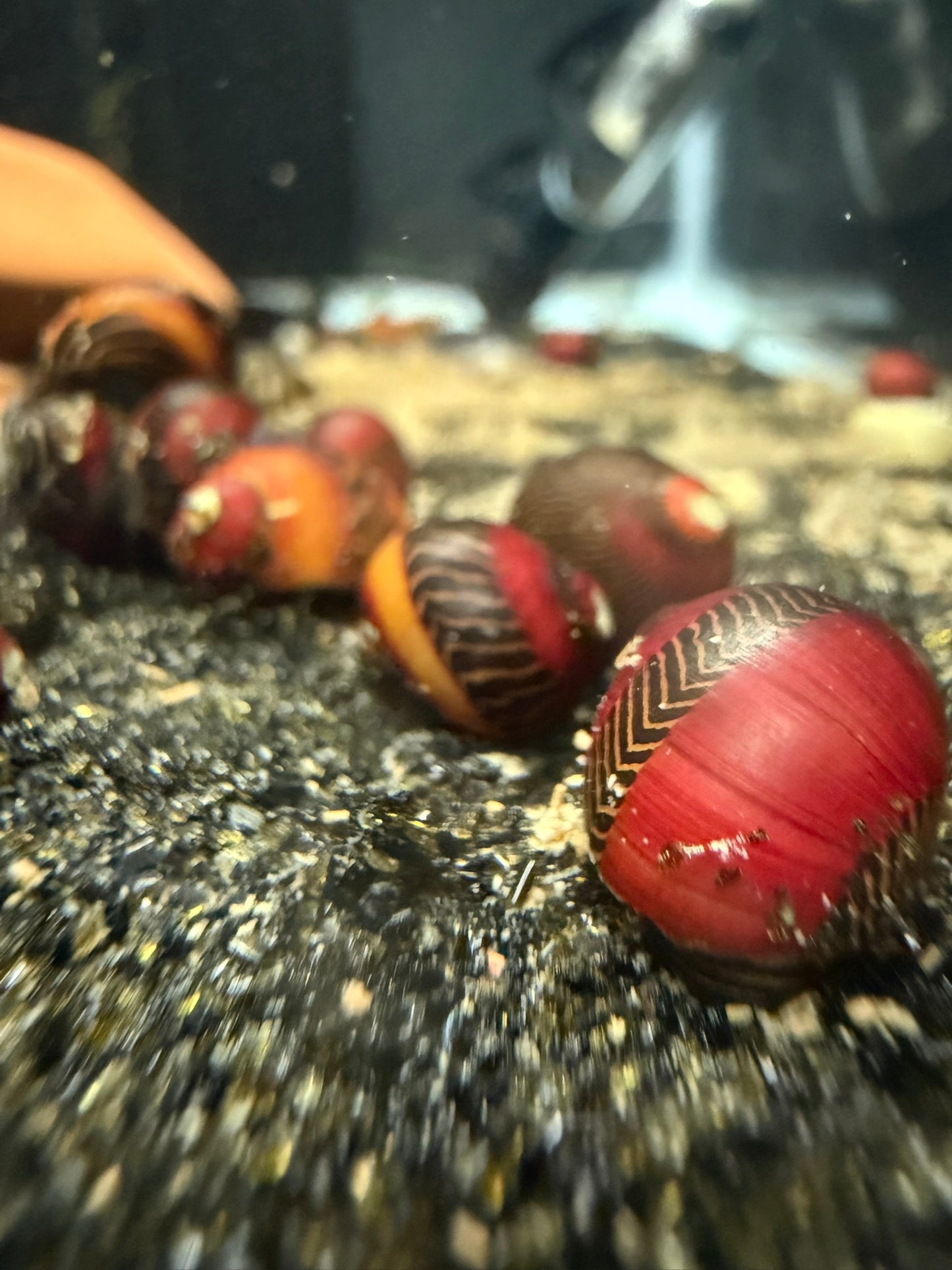 Red Racer Nerite Snail