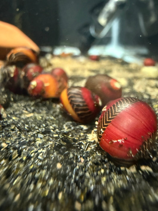 Red Racer Nerite Snail