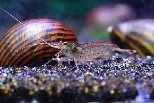 Amano Shrimp (Caridina multidentata) in planted aquarium eating algae